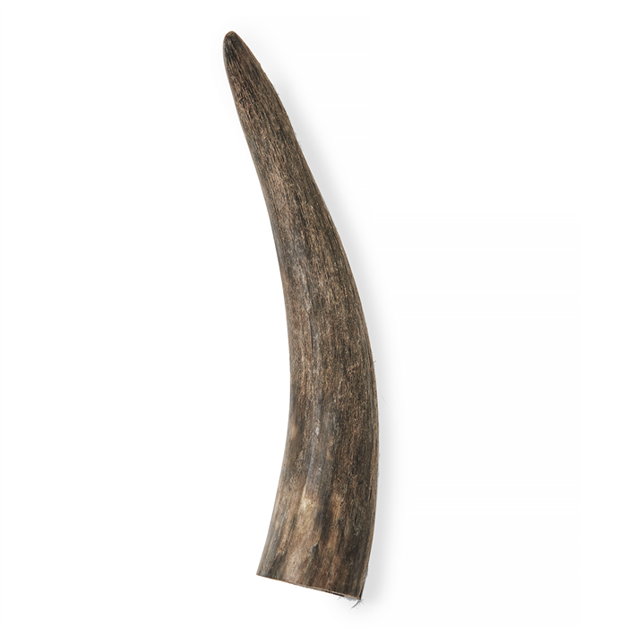 Oksehorn  Large - 150 - 200 gram